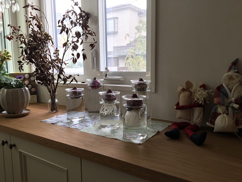植物の新芽