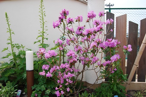 伊丹市展示場のツツジ