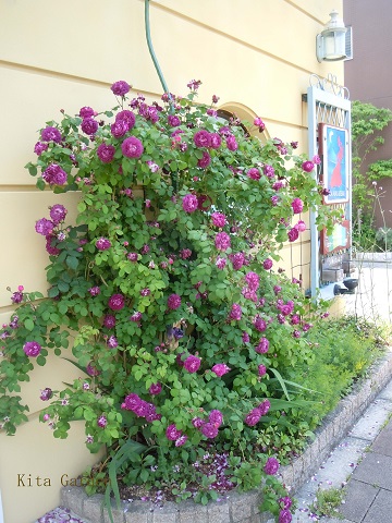 紫のバラ