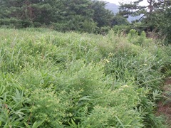 草原の景色