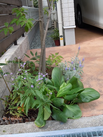 豊中市の外構の植栽