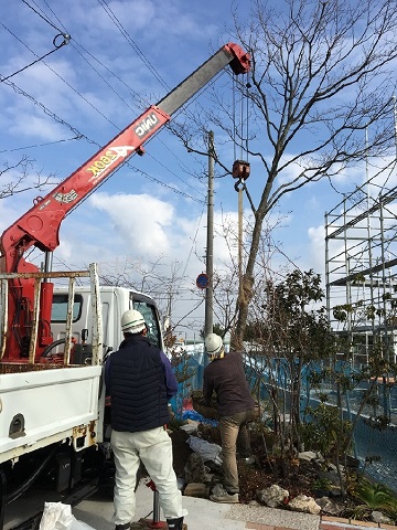 伊丹市の植木の移植工事
