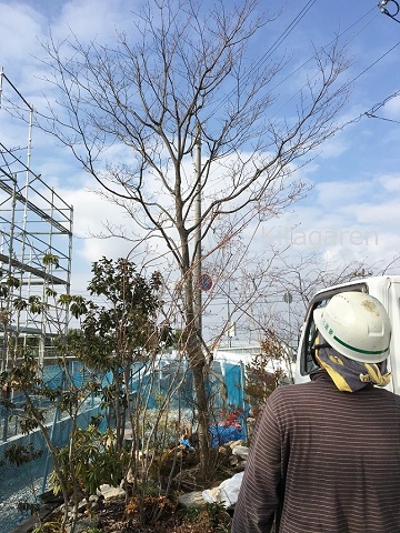 伊丹市の植木の移植工事