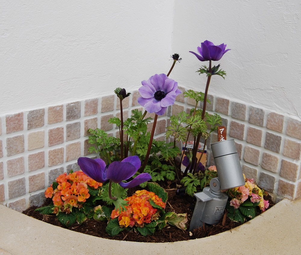 秋冬の一年草の植え替えおすすめの花