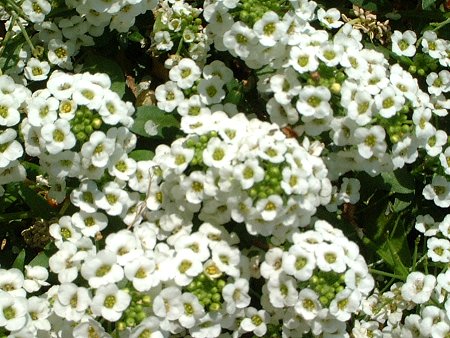 秋冬のおすすめ一年草スイートアリッサム