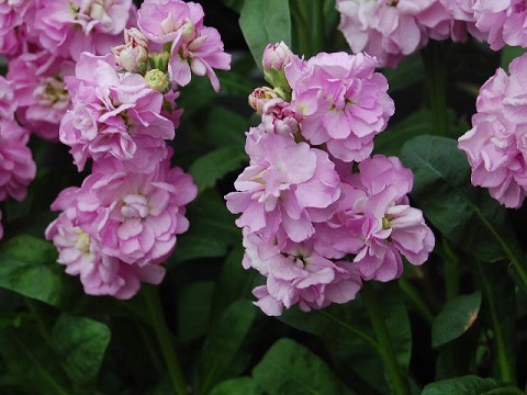 秋冬のおすすめ一年草ストック