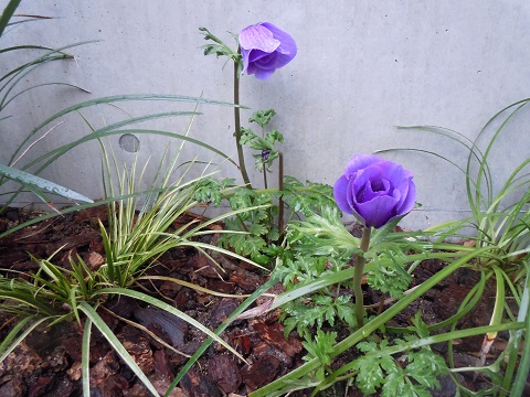 秋冬のおすすめ一年草アネモネ