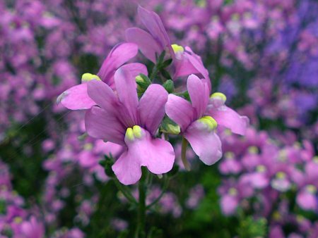 秋冬のおすすめ一年草ネメシア