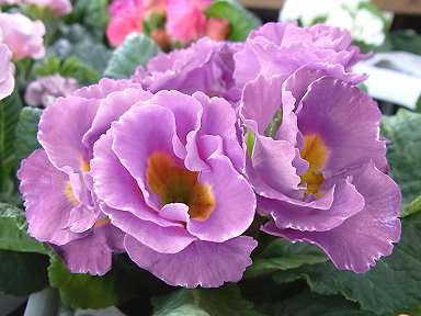 秋冬のおすすめ一年草プリムラ