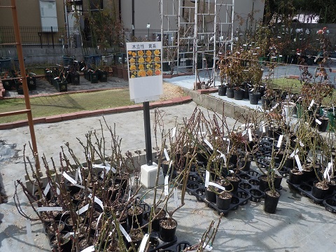 伊丹バラ園