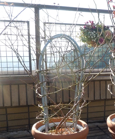 西宮市の庭の花メンテナンス