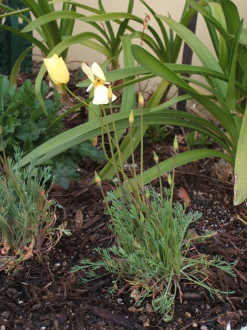 花壇の植え替えにお勧めの植物