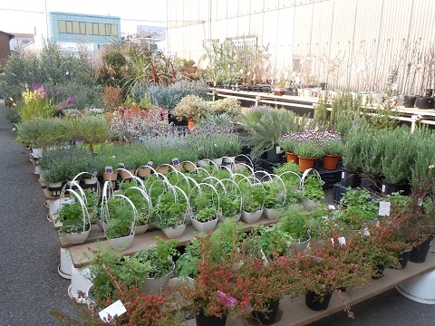 大阪庭工事の植栽の買い付け