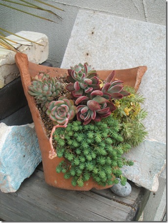 多肉植物の寄せ植え