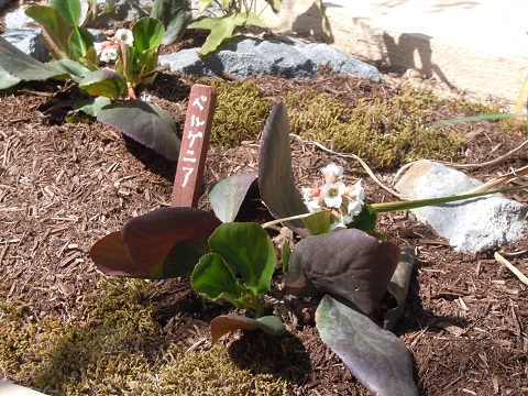 植物の木製名札