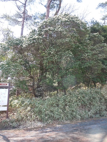 春にお勧めのハイキング金勝山