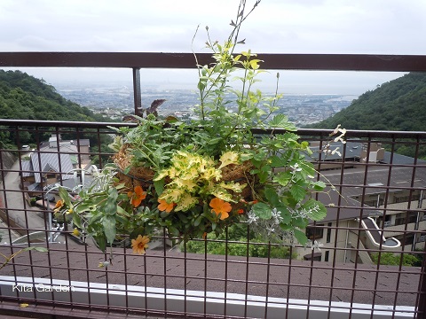 夏の花のハンギング