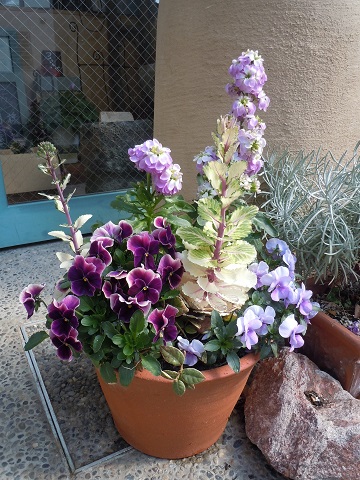 １月の寄せ植え