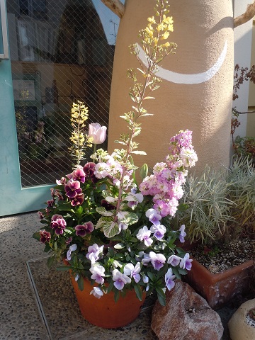 ３月の寄せ植え