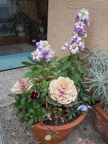 一年草の寄せ植え