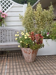 芦屋市の庭のコンテナの植物