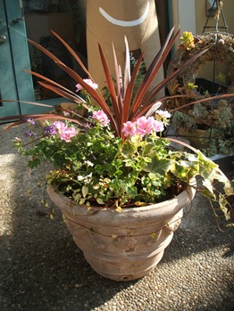 西宮市の夏の寄せ植え