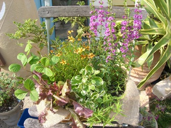 ハーブの寄せ植え