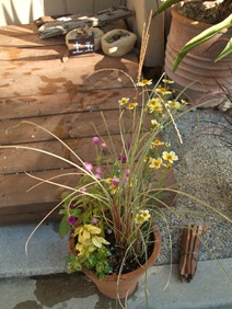 西宮市のウィンターコスモスの寄せ植え