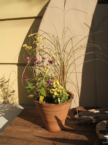 西宮市の秋の寄せ植え