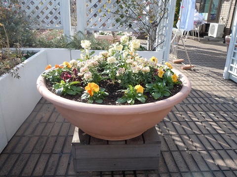 芦屋市の一年草を楽しむコンテナ