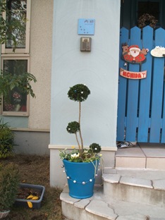 西宮市のコンテナの寄せ植え