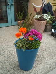 西宮市のコンテナの寄せ植え