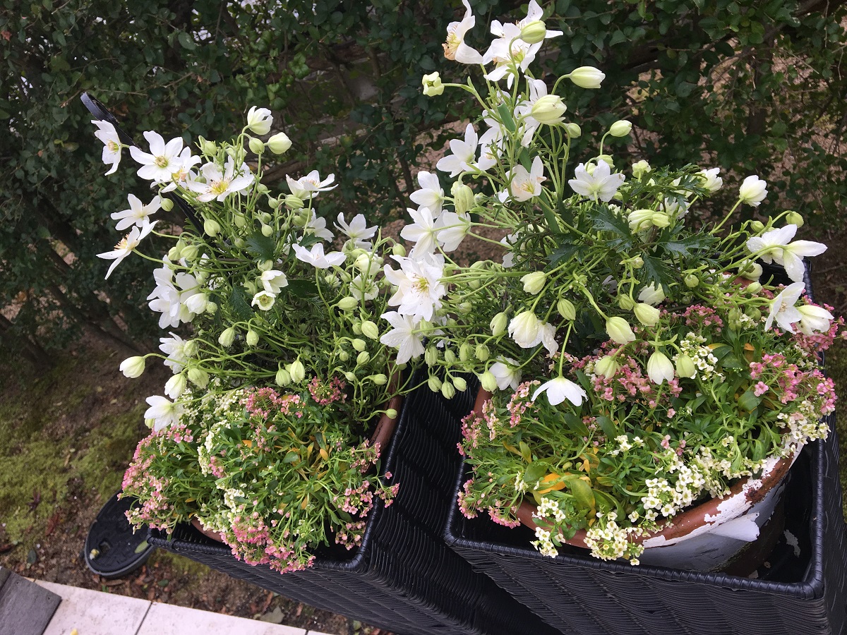 芦屋市の庭のメンテナンス工事
