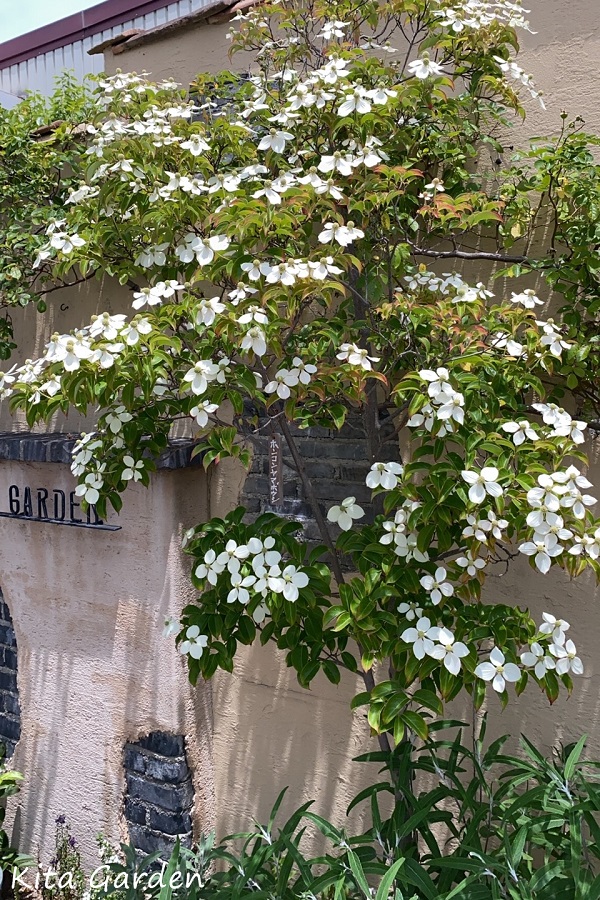 おすすめの外構の植栽ヤマボウシ