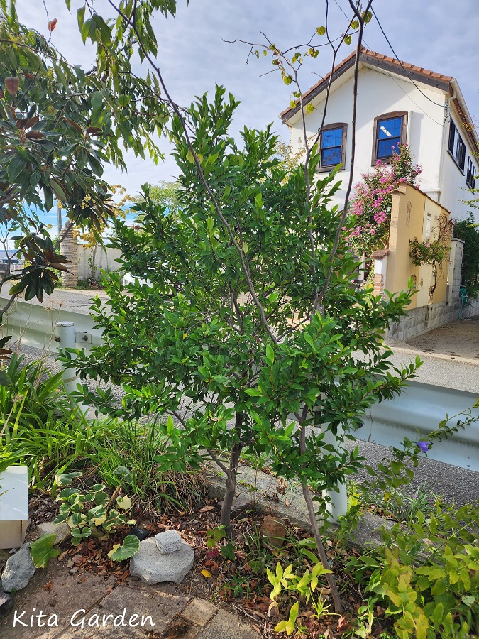 おすすめの木オガタマポート