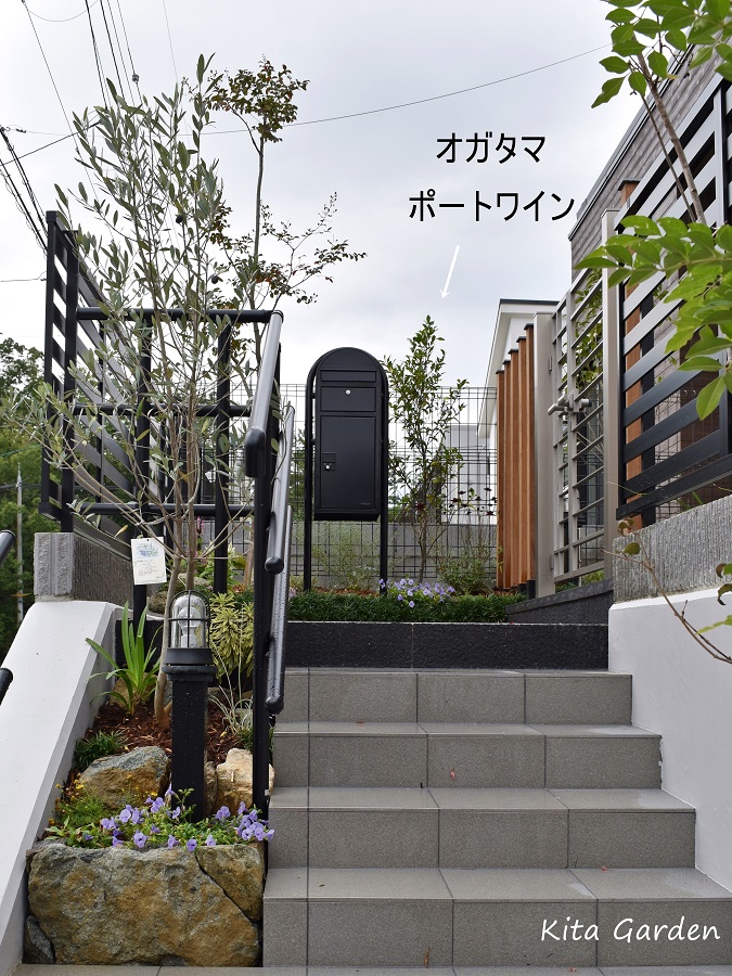 おすすめの庭木オガタマポートワイン