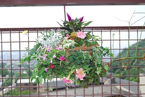 芦屋市のルーフガーデンの庭のメンテナンス