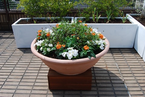 芦屋市のルーフガーデンの庭のメンテナンス