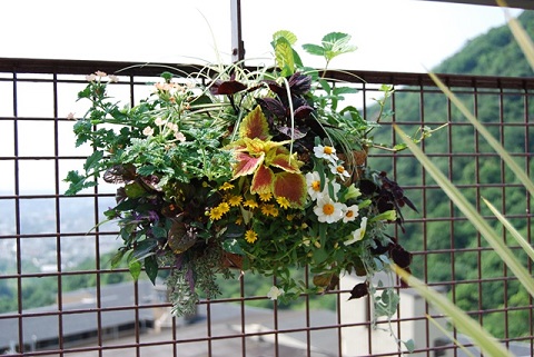 芦屋市の葉ものを組み合わせたハンキング