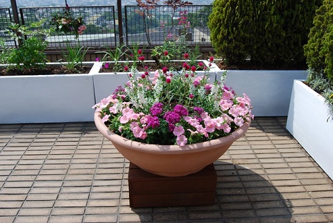 芦屋市のルーフガーデンの庭のメンテナンス