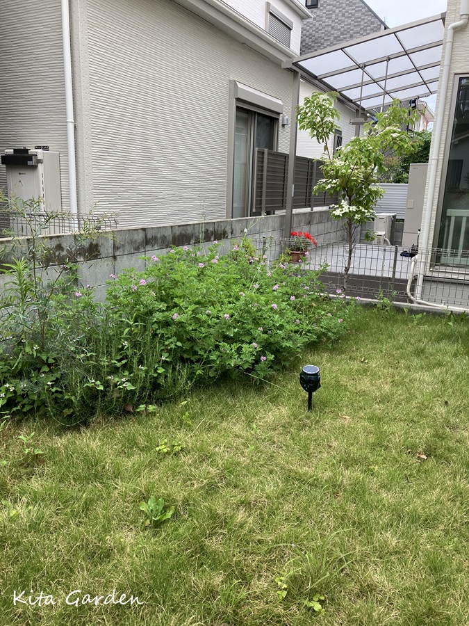 兵庫県尼崎の芝生の庭リフォーム工事
