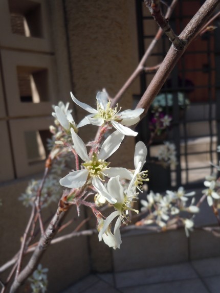 ジューンベリーの花の実