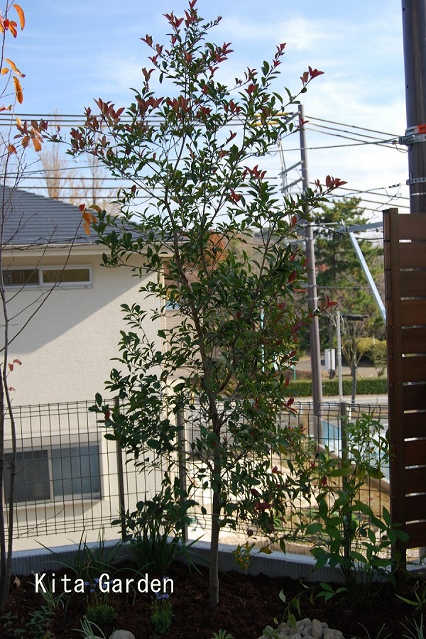 ベニカナメモチ