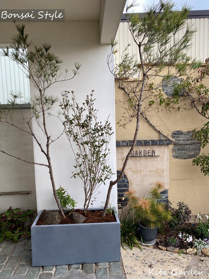 松を植えたコンテナガーデン箱庭