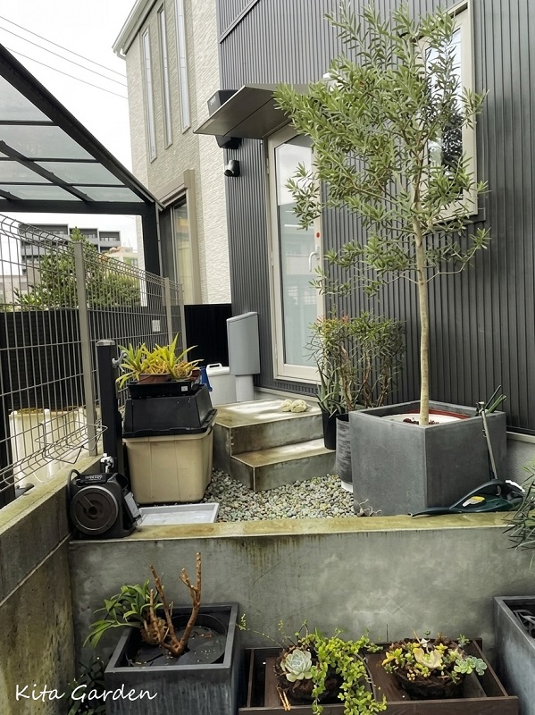 花壇へのオリーブ移植前の写真