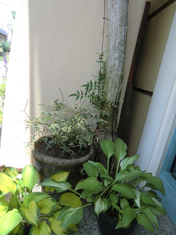 蔓をはわせたユリ