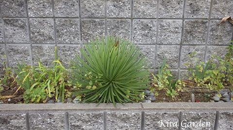 伊丹市のロックガーデン風植栽の花壇