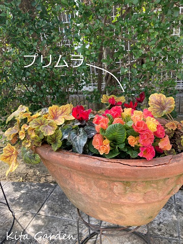 芦屋市のお庭のコンテナガーデン