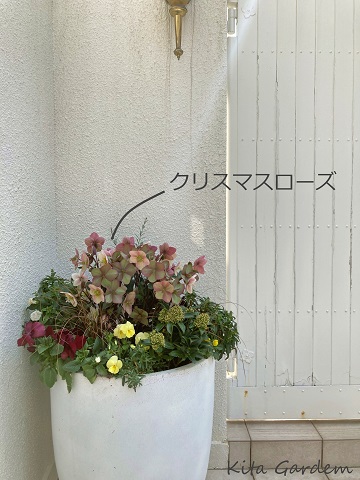 クリスマスローズを植えたコンテナ