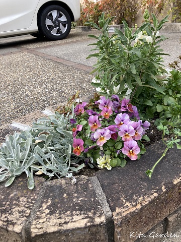 伊丹市の花壇の植栽メンテナンス
